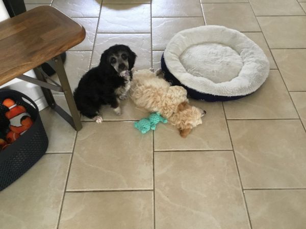 Beautiful soft non shedding puppies. I Black & tan 1 cream both males