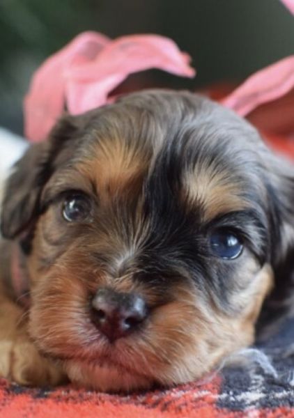 Saige is available for sale