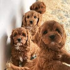 Pure cavapoo puppies