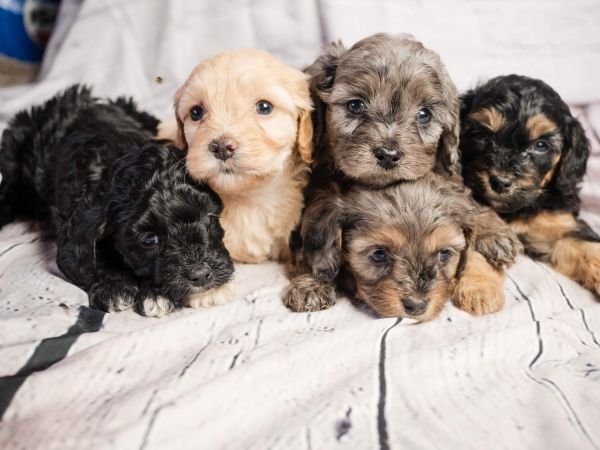 Cavapoo puppies