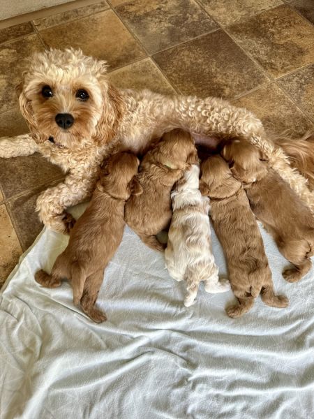 5 boy cavoodles