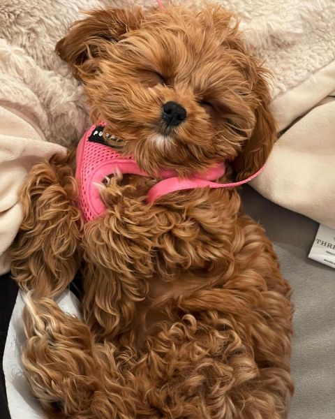 cavapoo puppies for sale