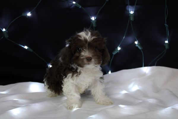 Jasper - Registered **SALE**