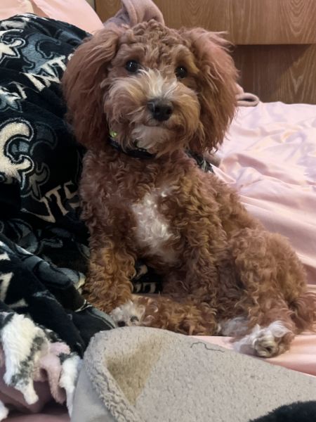 Adorable Male Cavapoo