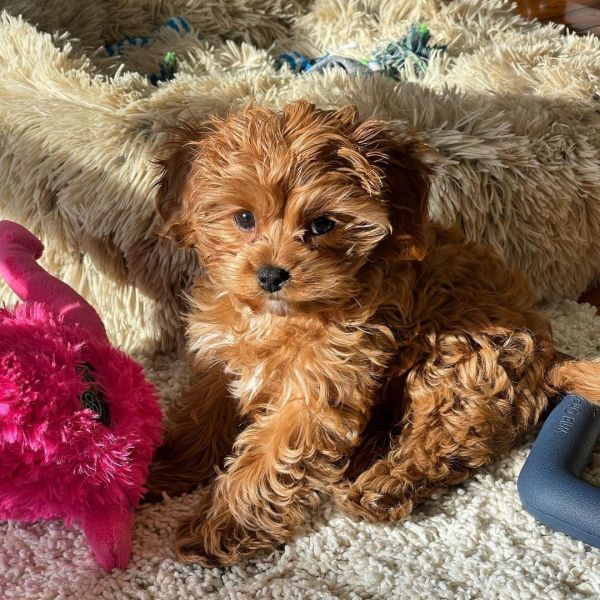 vet check cavapoo puppies for sale
