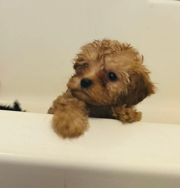 Toy Cavapoo Puppies
