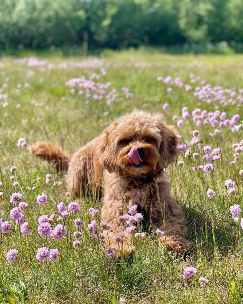 Outstanding Cavapoo puppies for sale