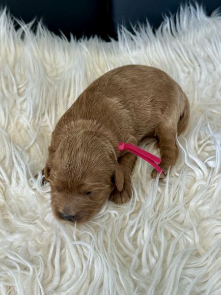 F1 Female Cavapoo puppy