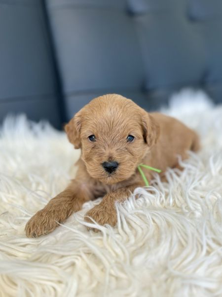 F1 Male Cavapoo puppy
