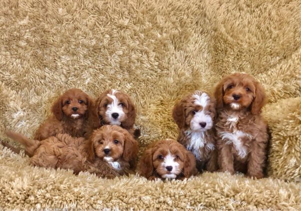 Gesunde Cavapoo-Welpen.