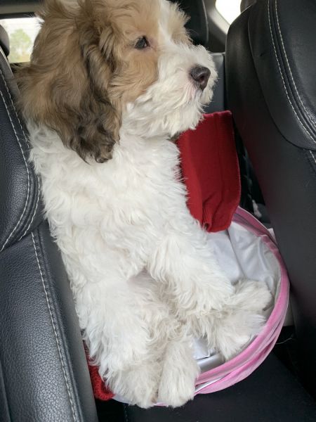 Cavapoo F1B