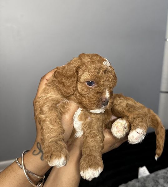 Cute cavapoos for sell