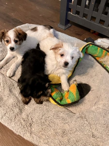 Cavalier spaniel poodle mix