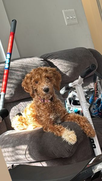 Meet this playful puppy