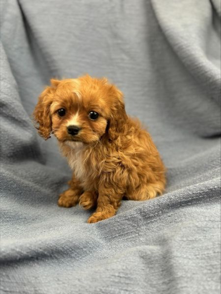 F1 Cavapoo Puppy