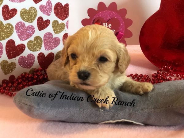 Cutie Our F1b Registered Cavapoo Princess