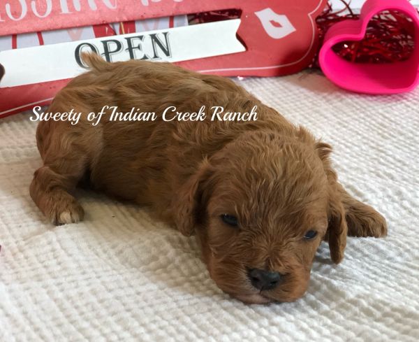 Sweety our F1 Registered Cavapoo Prince