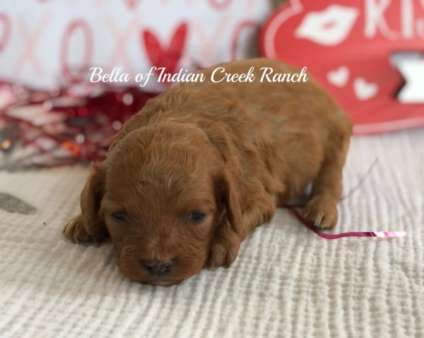 Bella our F1 Registered Cavapoo Princess