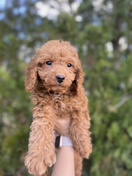 Cavapoo puppies