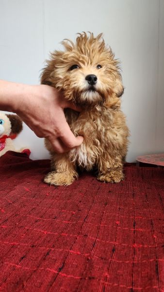 Cavapoo Male