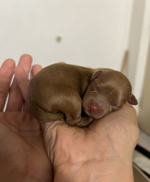TOY CAVOODLE PUPS