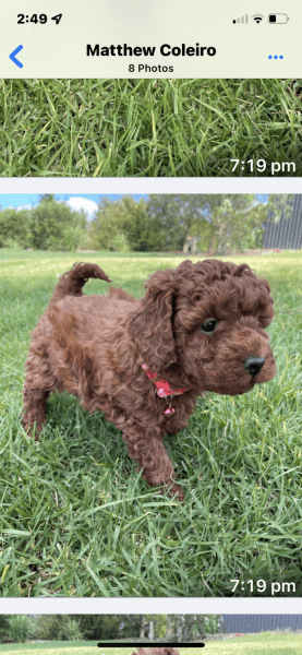 Ruby red cavoodle puppies