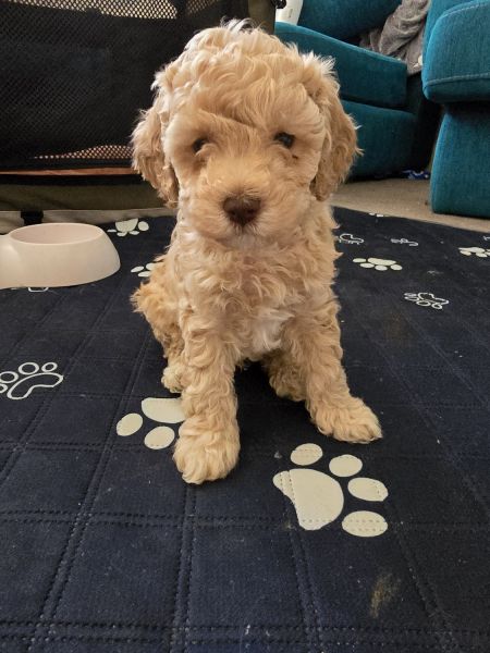 Male toy cavoodle for sale