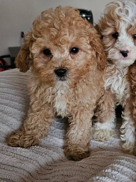10 Week Old Puppy - Cavapoo