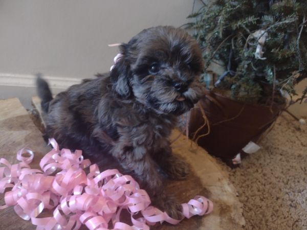 F1b cavapoo puppies adorable