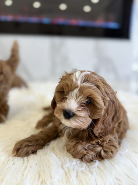 Cavapoo puppies