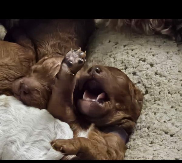 New born Cavapoo