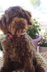 Cavoodle beautiful puppy