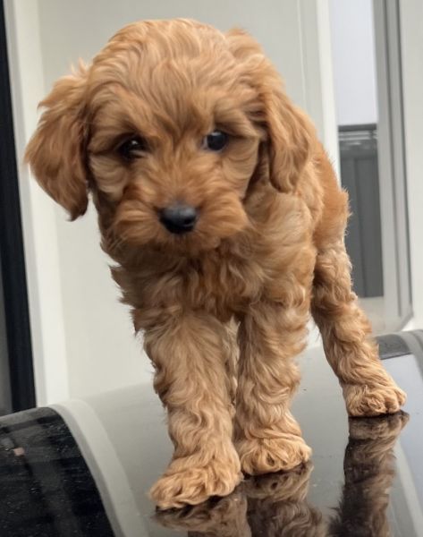 Toy cavoodle male