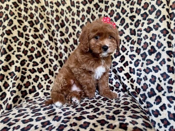 Bailey-female cavapoo