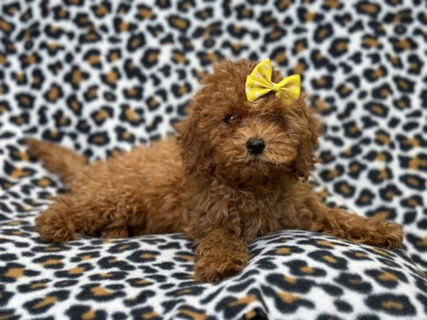 Miracle-female cavapoo