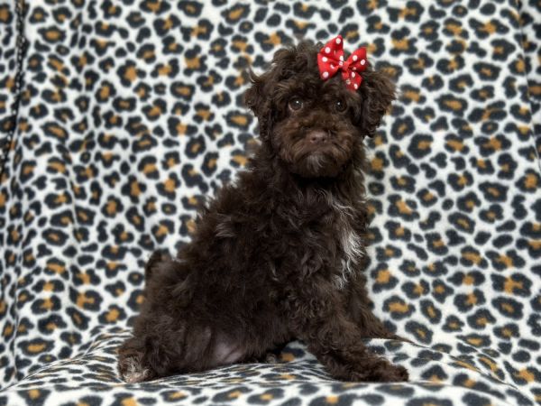 Sky-female cavapoo