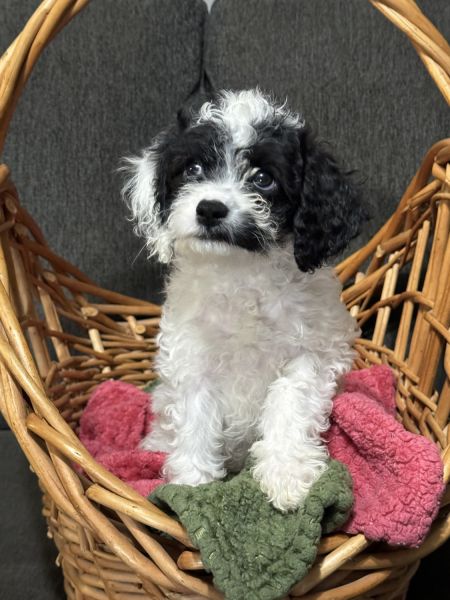 Cavapoo Puppies for Sale