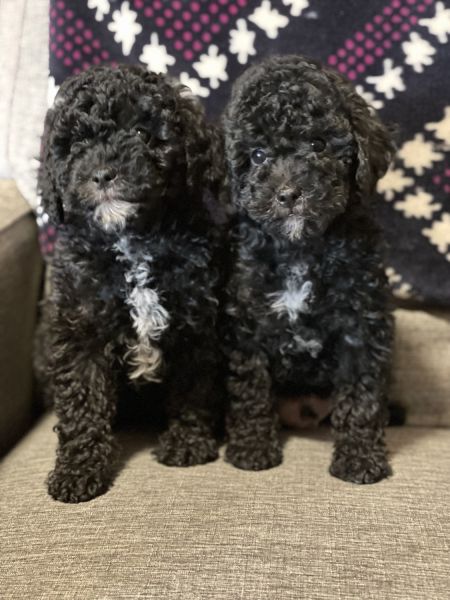 Cavapoo puppies