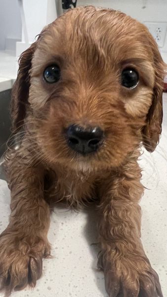 cavapoo puppy