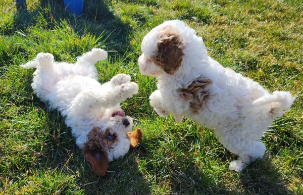 Cavapoo Spring Puppies