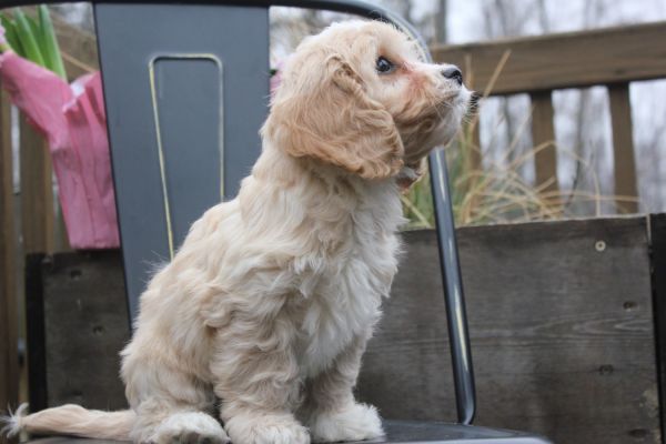 Cavapoo puppy *Joey*