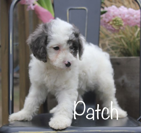 Cavapoo Puppy *Patch*