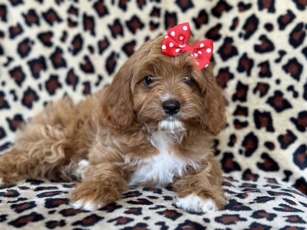 Lassie- female cavapoo
