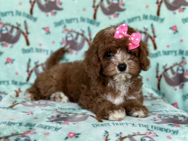 Raven-female cavapoo