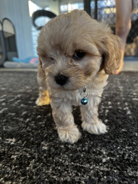 Toy Cavadoodle x Maltese