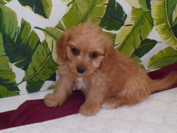 litter of cavapoo puppies