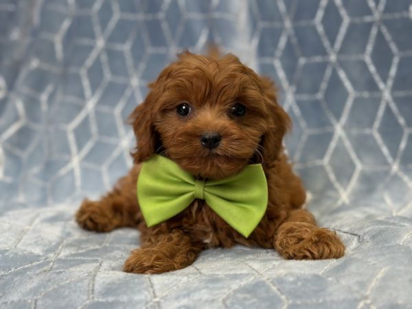 Hayden- male cavapoo