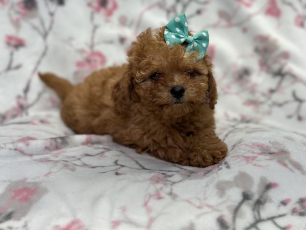 Tender-female f2 cavapoo