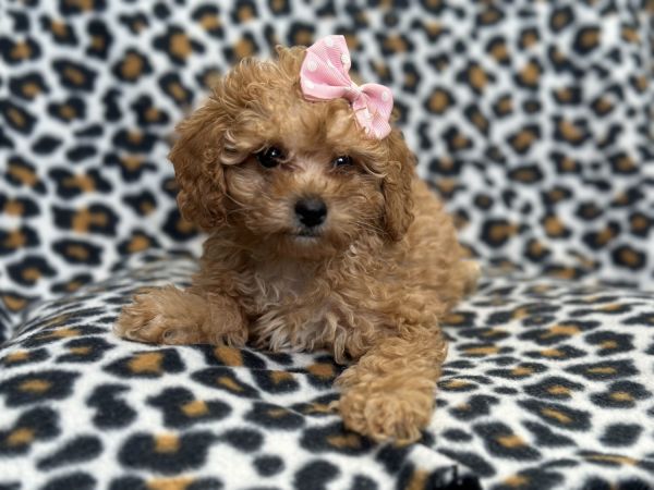 Amy-female F2b cavapoo
