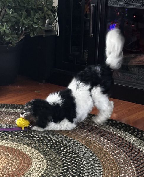 Gus is looking for a forever family